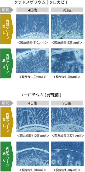 カビsp