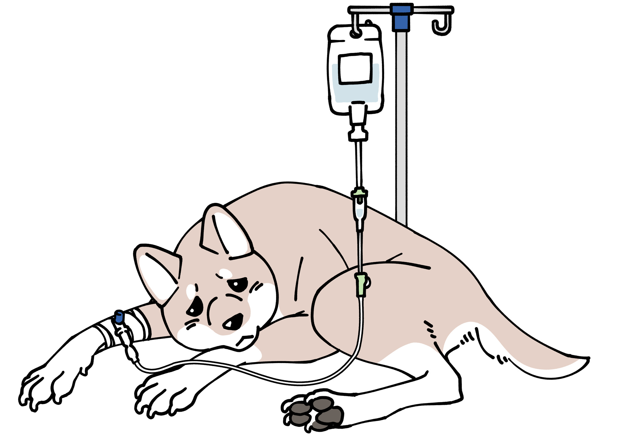 犬と猫の中毒症例における「脂肪乳剤」の治療効果について