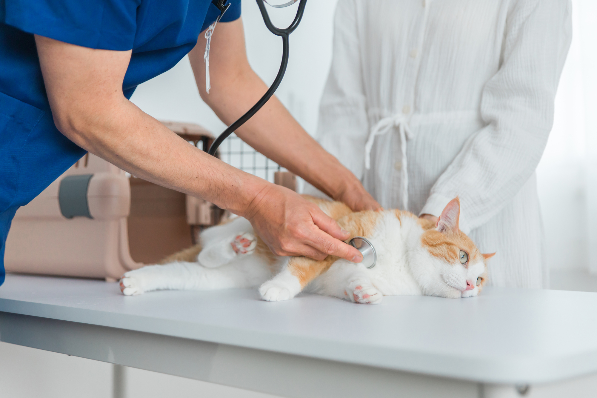 A11069172]器官系統別犬と猫の感染症マニュアル―類症鑑別と治療